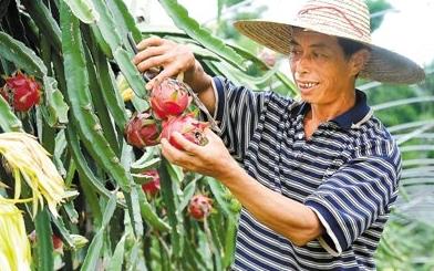 余继石:珠三角最北火龙果农