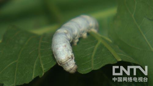 致富经:耗光千万财富 一举扭亏为盈(图:4)