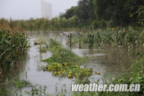 松花江佳木斯段水位持续上涨 农户庄稼被淹