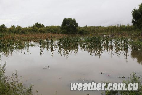 松花江佳木斯段水位持续上涨 农户庄稼被淹