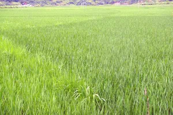 陕西旬阳:双河镇6000亩富硒水稻长势喜人 丰收在望