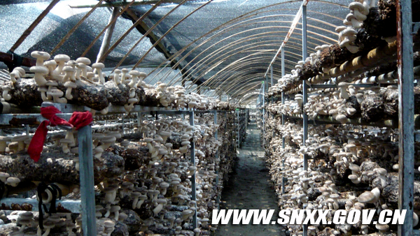 �Ĺ�����