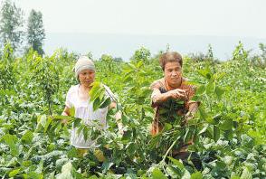 陕西蓝田县:3亩樱桃承载致富希望