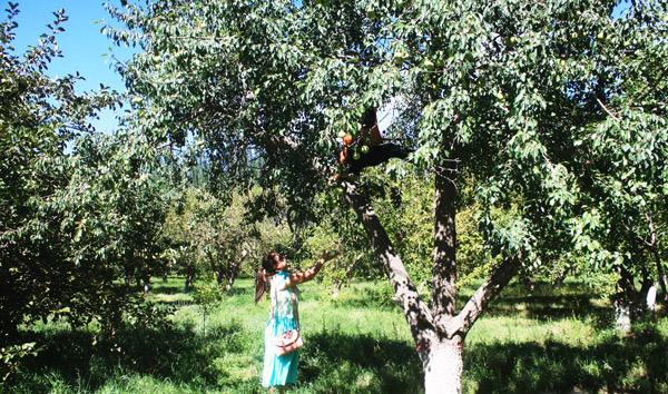 新疆阿合奇县风情园里苹果芳香四溢