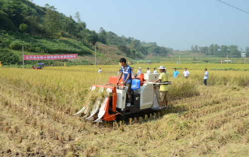 图为“稻客”在现场会上收割水稻