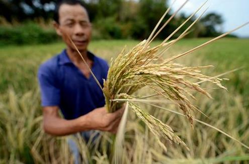 8月20日,徐卫国老人向记者展示因灌浆期干旱而绝收的瘪稻。徐卫国家住安徽省广德县邱村镇芦塘村,个人承包了26亩水稻田,因高温干旱全部绝收。据安徽省广德县民政局最新通报,该县高温干旱灾害日趋严重,截至8月20日,受灾人口达到259543人,因灾造成直接经济损失49219万元。