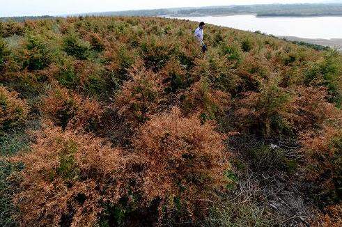 这是8月20日拍摄的因高温干旱枯死的红豆杉。位于安徽省广德县新杭镇的南方红豆杉种植有限公司面临困境。该公司所种植的红豆杉因高温干旱部分枯死,受灾苗木总量达250万株,造成经济损失1600万元。