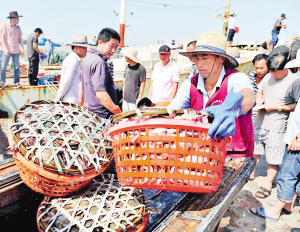 浙江舟山:梭子蟹捕捞无度 丰收就变得廉价了