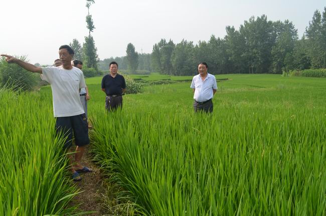 陕西汉中:“两防一喷”筑牢汉台水稻高产基础