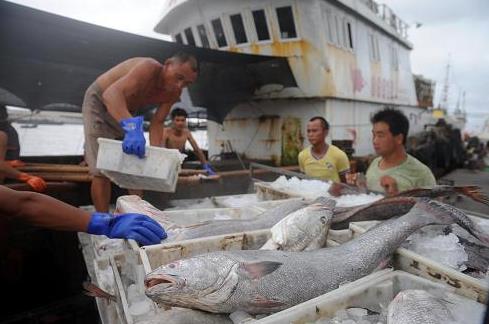 8月21日,回港避风的渔船在沈家门中沙头水产码头卸载渔货
