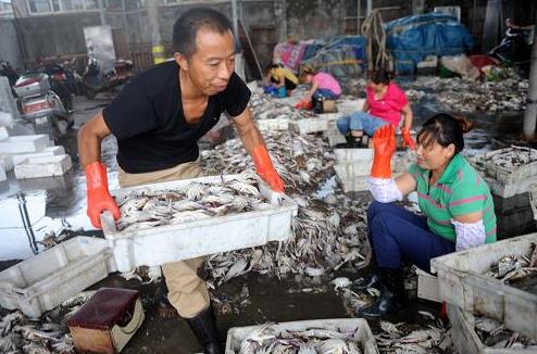 8月21日,工人在舟山市沈家门中沙头水产码头交易区为螃蟹分类