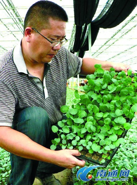 江苏如东掘港现代农业产业园900万株菜苗长势喜人