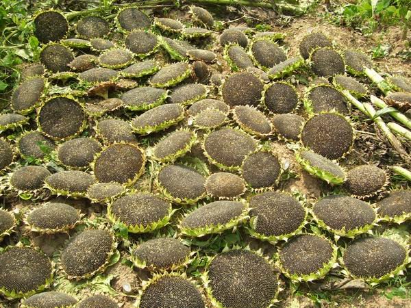 �������ϣ�Ѳ������ô��Ϳ�ϲ�����