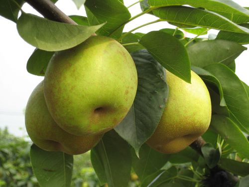 江苏省平望镇:梨农胡海荣“嫁接”出的致富路