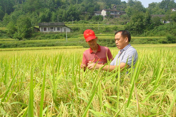 张家界“鱼泉贡米”成熟了:农业专家指导
