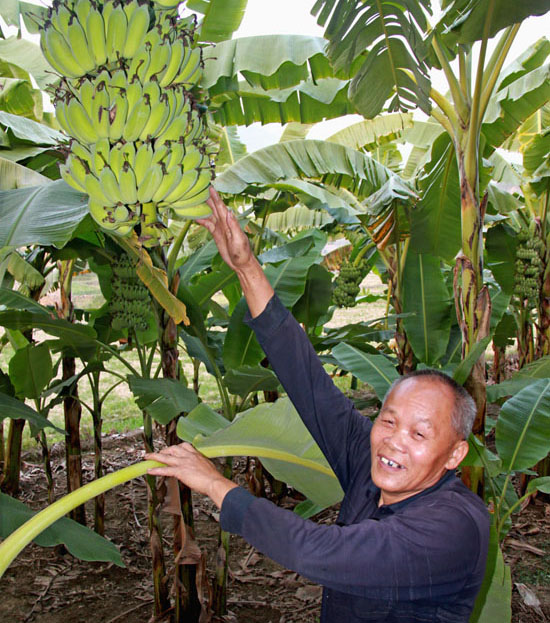 重庆江津蔡家镇:500亩西贡蕉引种成功