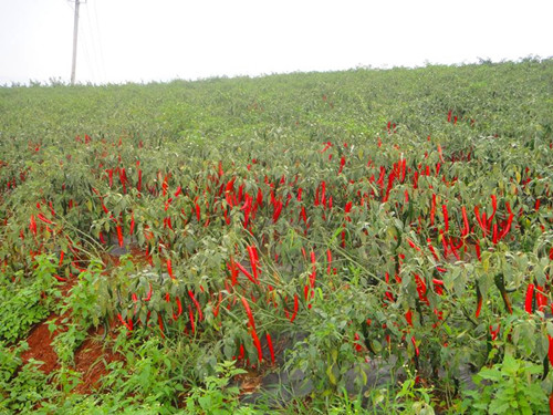 云南玉溪:龙树辣椒红了