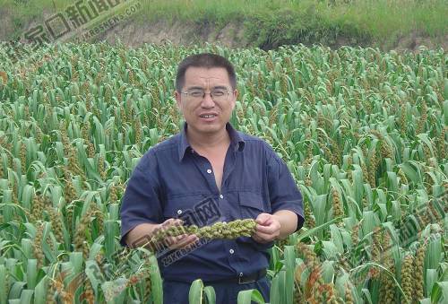 ÕÂÑå¿¡£ºÍƹ㡰ÕÅÔӹȡ±´øÁìÅ©ÃñÖ¸»