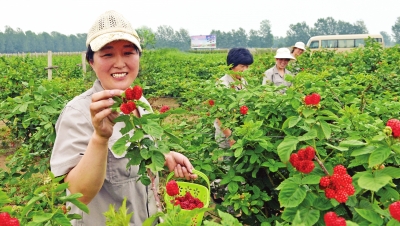 河南省封丘县:黄河故道 树莓正红
