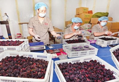 品种繁多的树莓从颜色上分为黑、红两种,图为加工厂的黑树莓鲜品包装车间