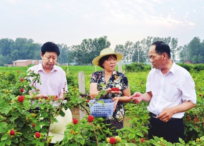 为了让乡亲们尽快走上依靠特色农业致富的路子,封丘县委县政府把树莓的科学种植与配套深加工生产作为工作中的重中之重。图为县委书记李晖(中)、主管农业的副县长蒿良万(左)在留光镇国家级示范合作社、青堆树莓专业合作社调研