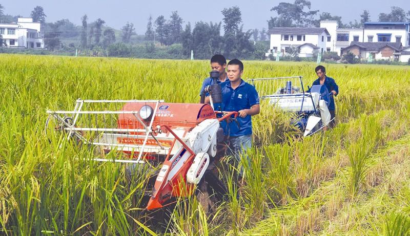 四川水稻机收进入高峰期 多方呼吁出台机收作业补贴政策