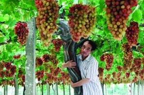 江阴12岁单株葡萄王挂果近千斤 欲申报吉尼斯