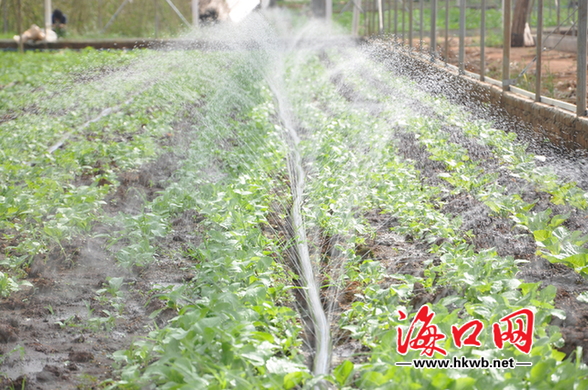 海南海口蔬菜合作社盼设直销摊位 告别市民买菜贵