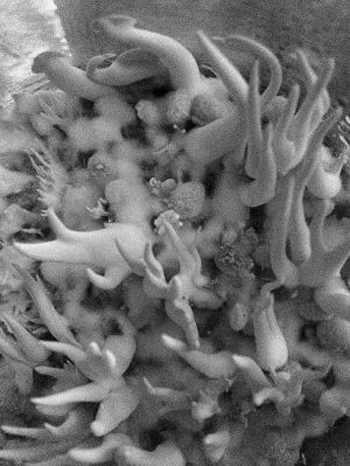 北虫草种植缺技术 杂菌率或达九成五