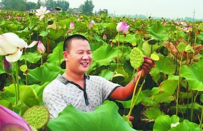 安徽合肥:分水岭上莲花开