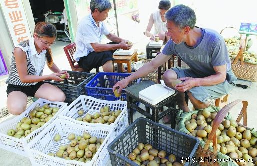 ⨺�����ֲ���㽭���ɽ��ũ���¸������