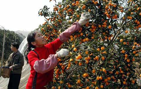 广西阳朔:基层政府扶持特色农业