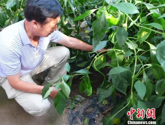 ؿׯũ㷺ʹõĵι༼ɫ