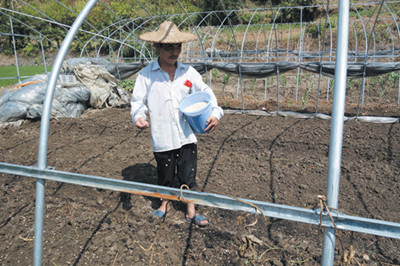 浙江富阳:干旱影响蔬菜播种 农业专家指导“异地育苗”