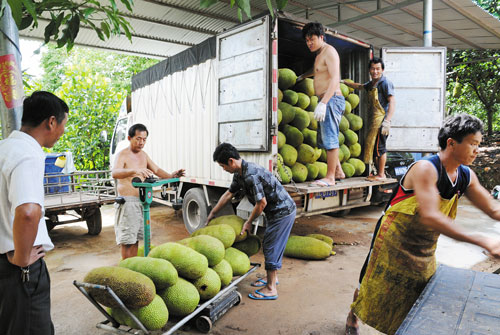 防价贱伤农 海南东升农场合作社组织收购菠萝蜜