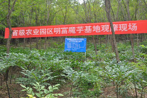 陕西岚皋:召开2014年魔芋产业建设工作推进会