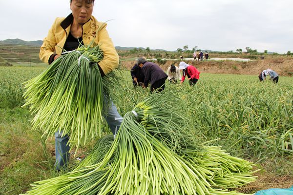 ˮ ʾЧӦԣ̩ɽܫ̦գ