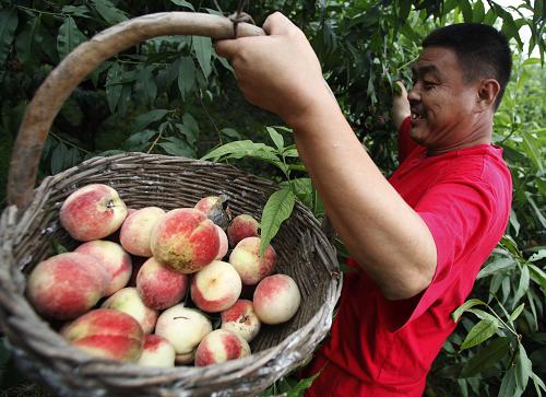 828գںӱʡȷа򣬹ũջ24