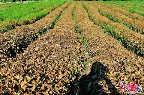 浙江结束60多年来最严重高温热浪天气