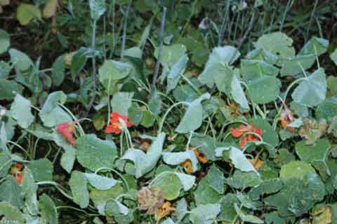 内蒙古雨后秋意浓 局地现霜冻