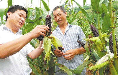 ���������أ���ֲ����������������