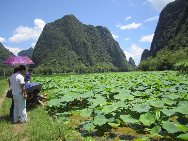 ������������������Ʒ����ֲ�ɹ�