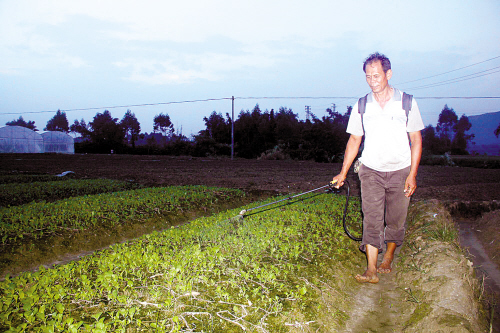 天气不好影响蔬菜收成 广东江门菜农盼扶持建蔬菜大棚