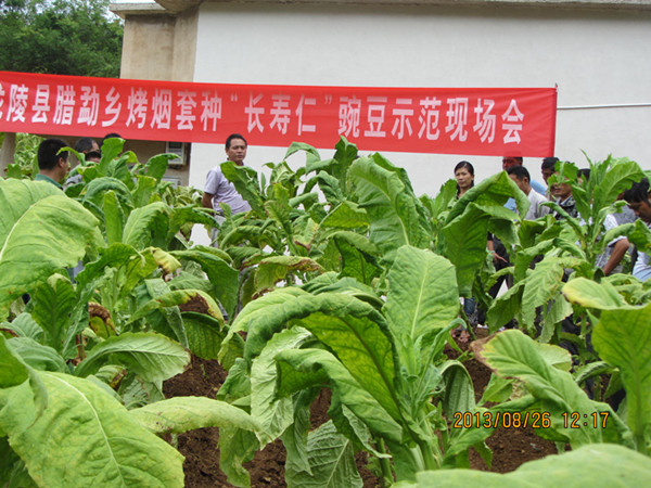 �����������������ٿ��������֡������ʡ��㶹�ֳ���