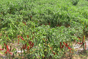 ������ط�չɽ�غ�������