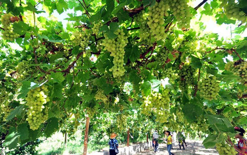 中外游客在吐鲁番葡萄园采摘葡萄
