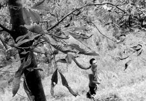 浙江临安山核桃大幅减产 重灾镇减产七成两万株新苗全部报废