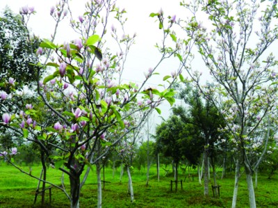 ���ĸ������ֲ����������ҡ� �Ϸ����������ڿ���