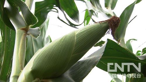 甘肃榆中县:追着儿时梦想找商机的玉米哥(图:3)