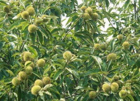 安徽气温重回“奔2”时代 九月采栗正当时